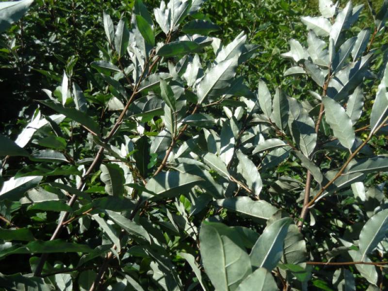 Die silberne Blattunterseite von Elaeagnus multiflora