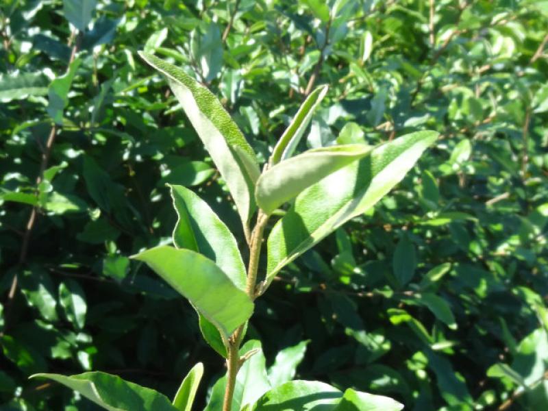 Triebspitze von Elaeagnus multiflora