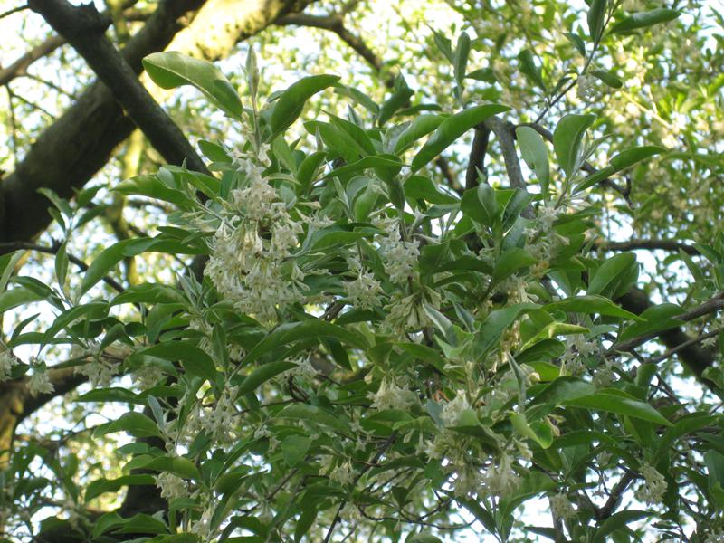 Reiche Blüte der Essbaren Ölweide