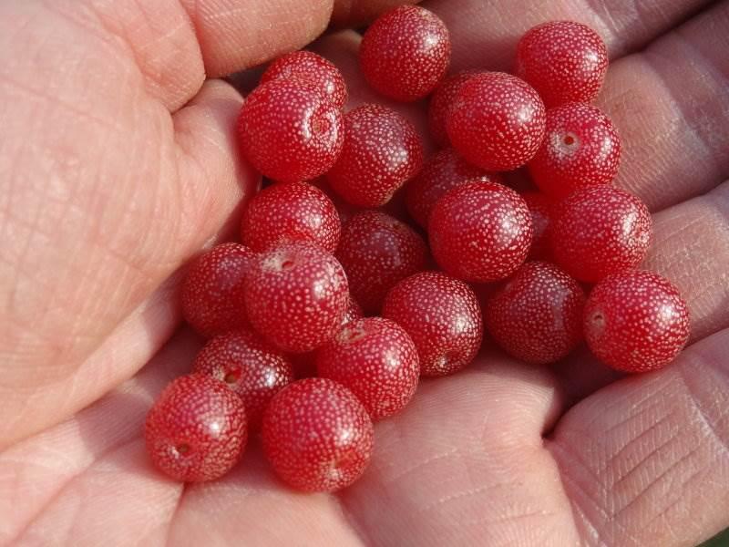 Die leckeren Beeren der Korallenölweide.