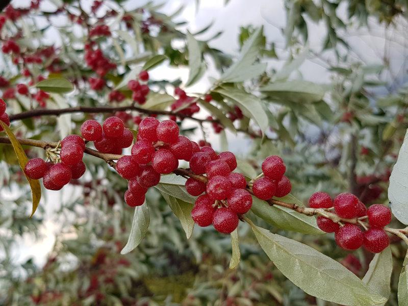 Die Korallen-Ölweide mit Früchten im Oktober