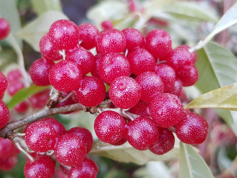 Sehr starker Fruchtbehang bei Elaeagnus umbellata