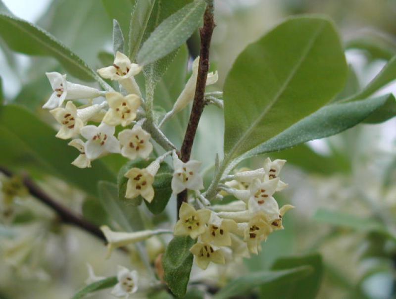 Korallen-Ölweide - strak duftende Blüten