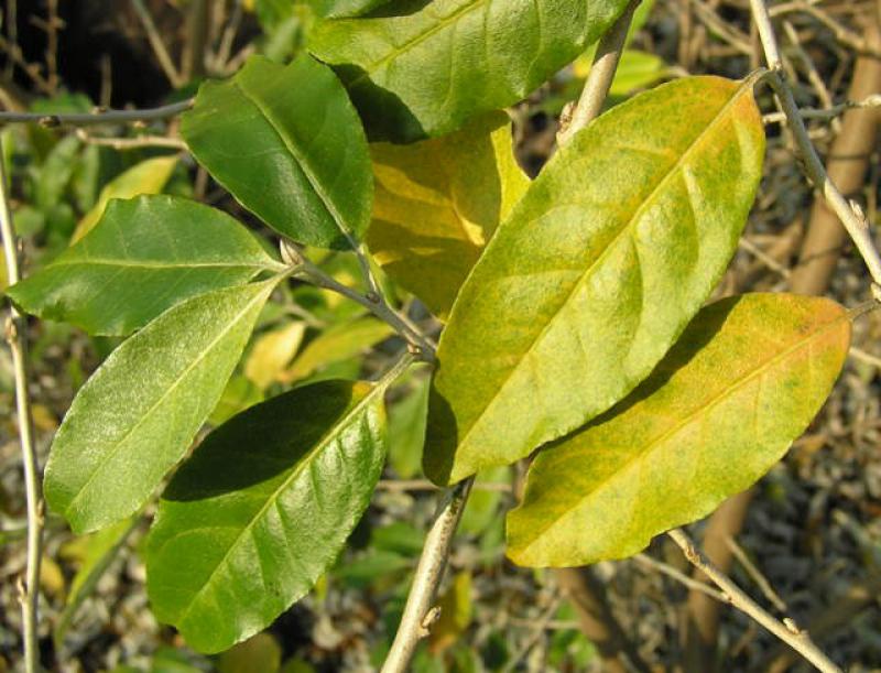 Beginnende Herbstfärbung bei Elaeagnus umbellata