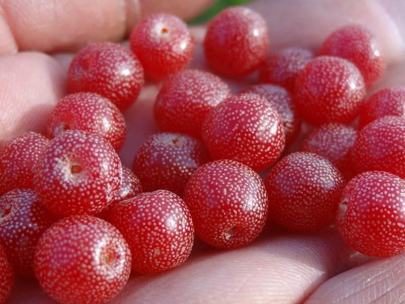 Rote essbare Früchte der Korallenölweide