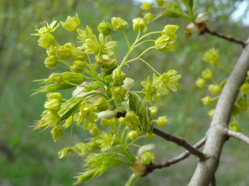 Der Acer platanoides blüht gelb und ist eine Bienenweide.