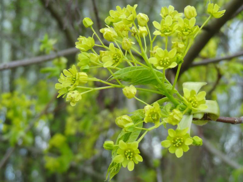 Zeitg im Frühjahr öffen sich die Blüten des Spitzahorn.