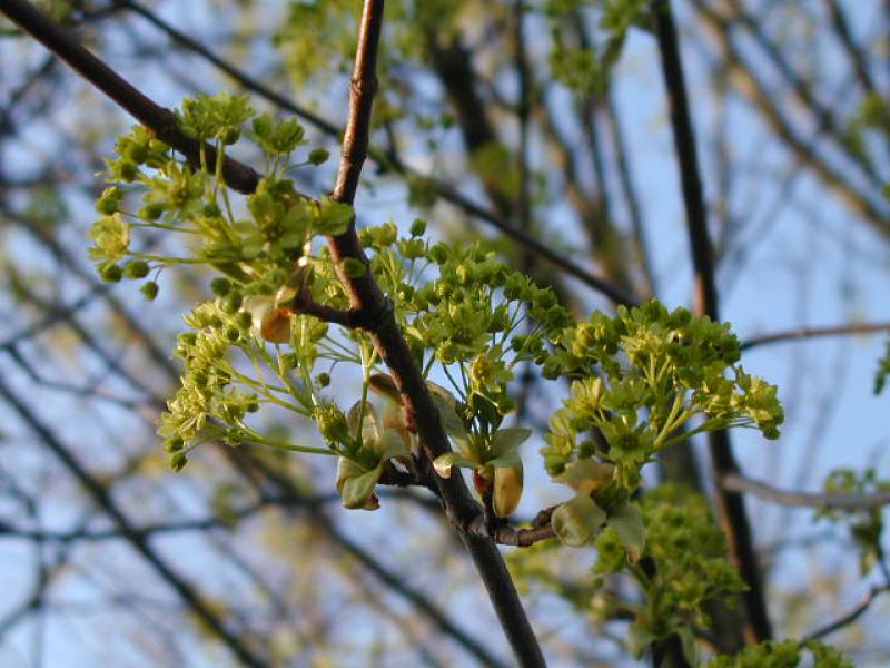 gelbe Blüte bei Acer platanoides