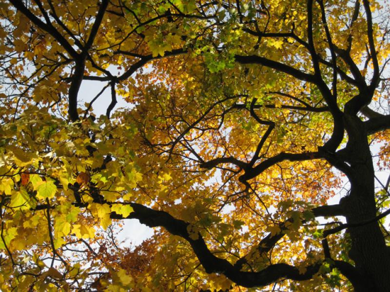 Alter Spitzahorn mit gelber Herbstfärbung