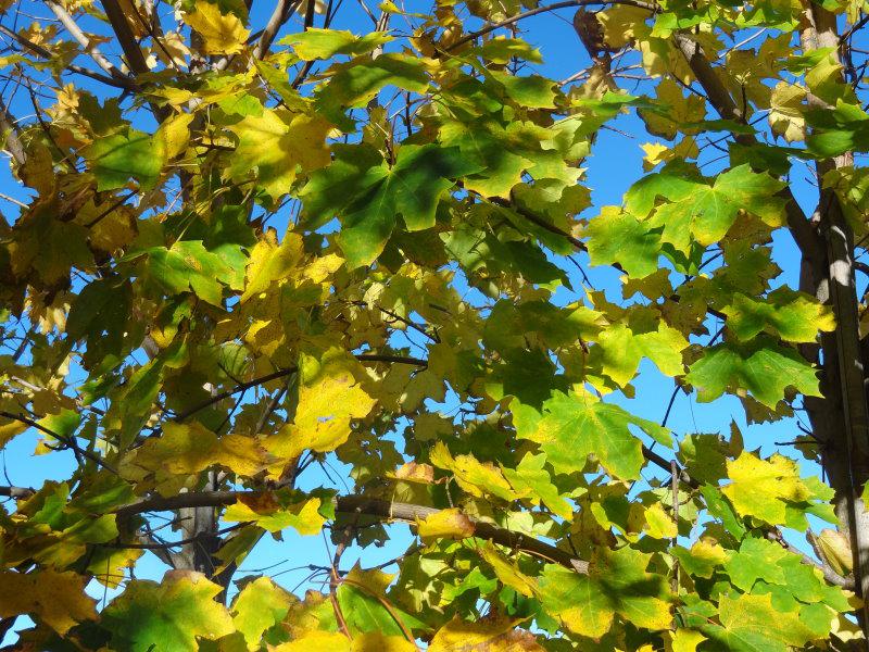 Acer platanoides mit Herbstfärbung