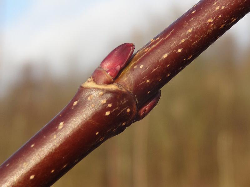 Typische Winterknospen bei Acer platanoides