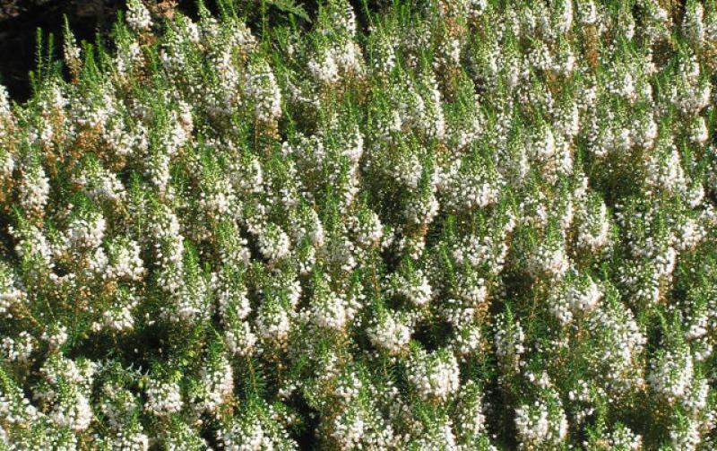 Trauben- oder Cornwallheide - weiße Blüten