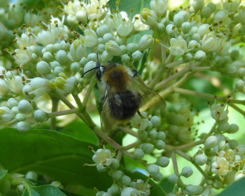 Euodia hupehensis