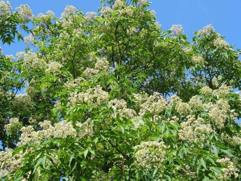 Zierde und Nutzen zugleich, der Bienenbaum