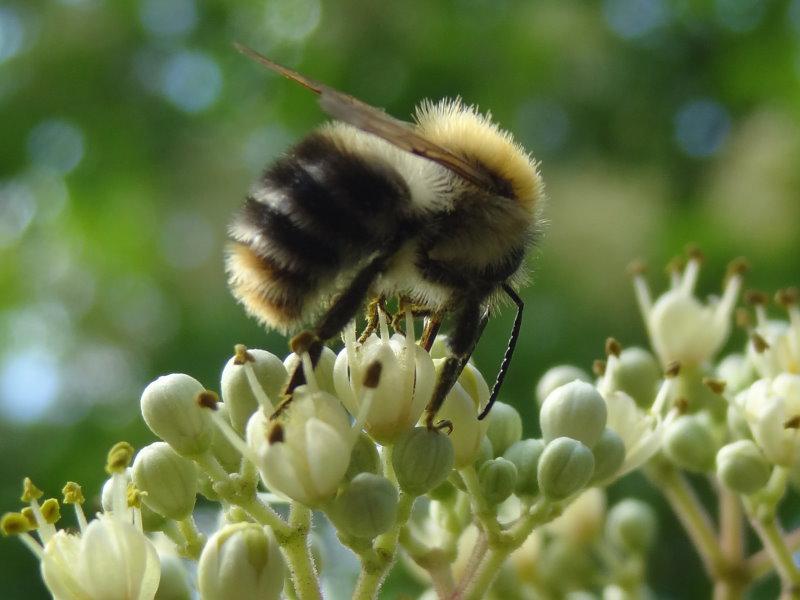 Interessant für viele Insekten, aufgrund seiner späten Blüte: Euodia hupehensis