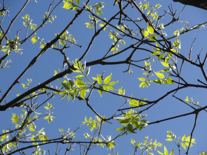 Bienenbaum mit Blattaustrieb im Frühjahr