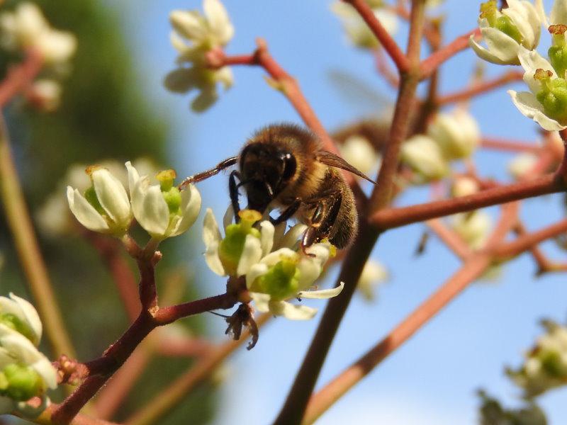 Bienen freuen sich über Euodia hupehensis