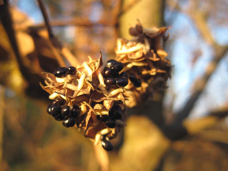 Die schwarzen, glänzenden Samen des Bienenbaums