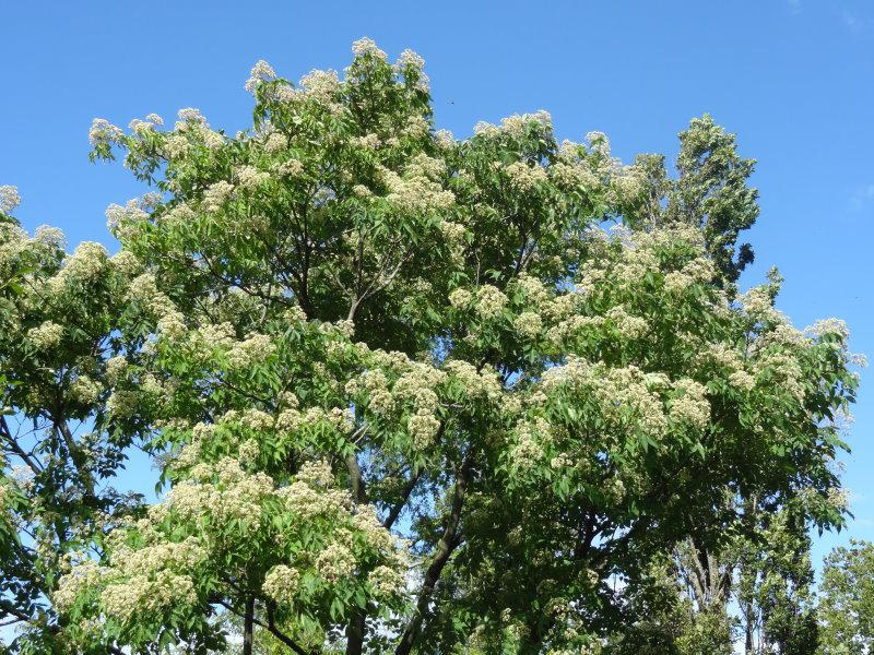 Euodia hupehensis in voller Blüte