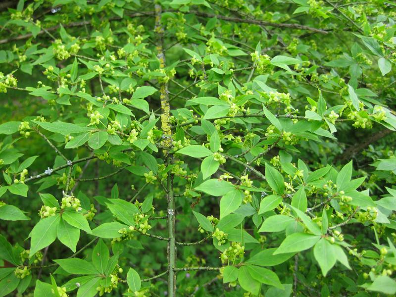 Vingad benved, Euonymus alatus