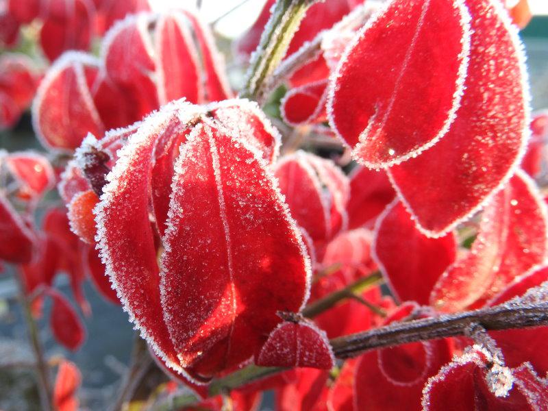 Vingad benved, Euonymus alatus