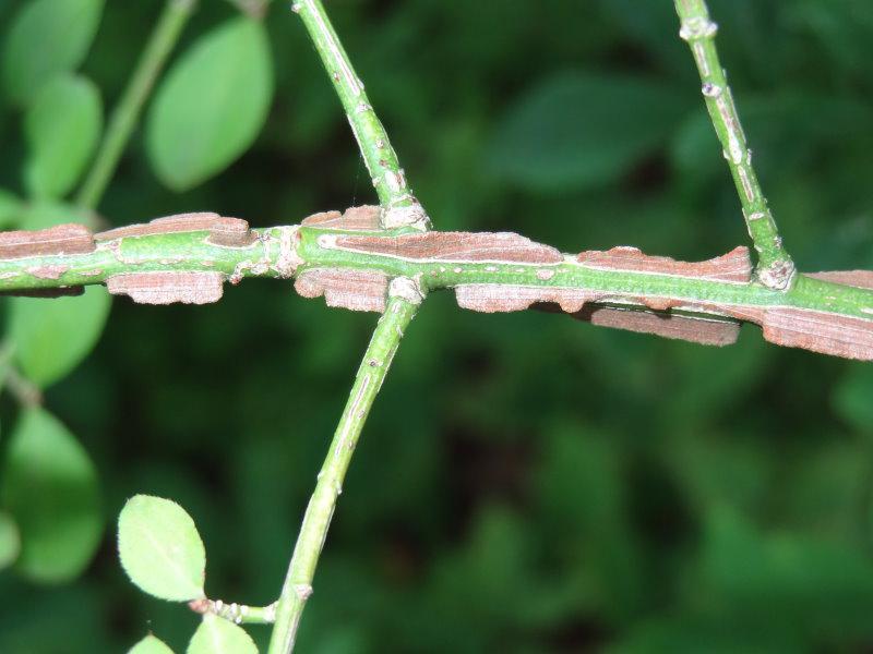 Vingad benved, Euonymus alatus