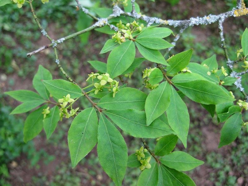 Vingad benved, Euonymus alatus