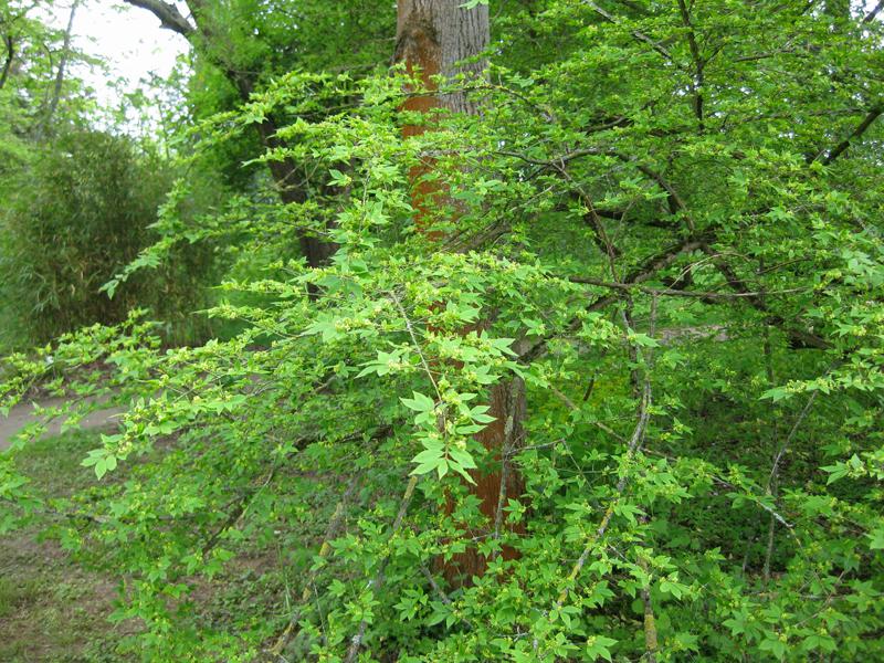 Vingad benved, Euonymus alatus