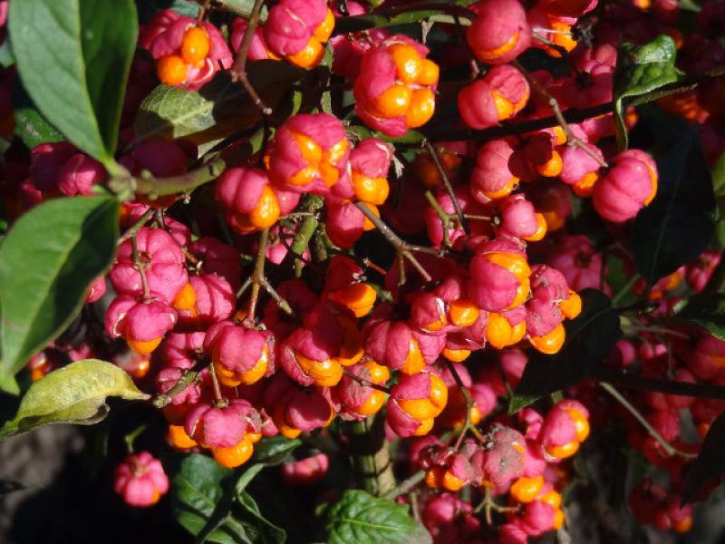 Das Gewöhnliches Pfaffenhütchen im roten Fruchtschmuck