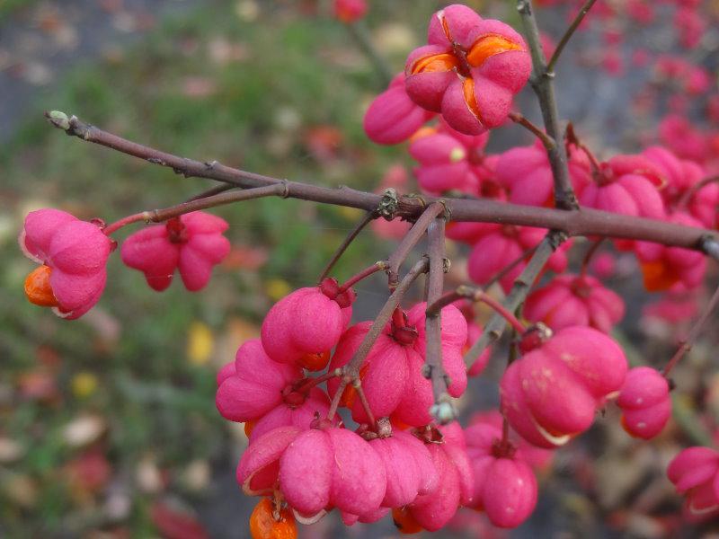 Herbstliche rote Früchte von Euonymus europaeus