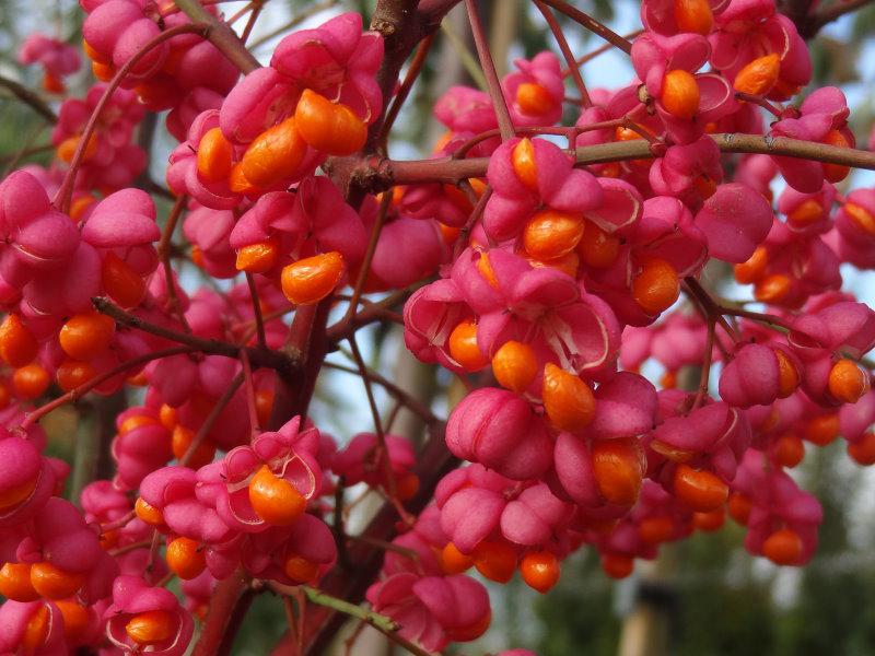 Starker Fruchtansatz bei Euonymus europaeus