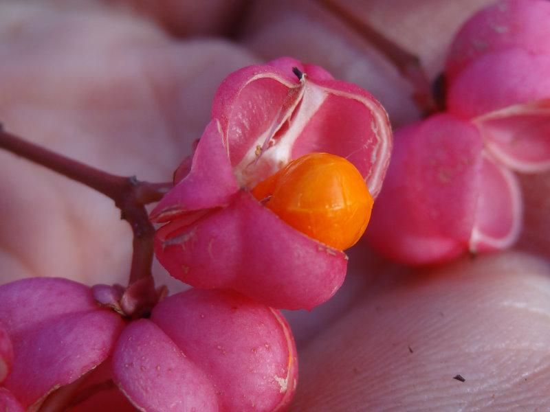 Euonymus europaeus: Die Früchte in der Nahaufnahme