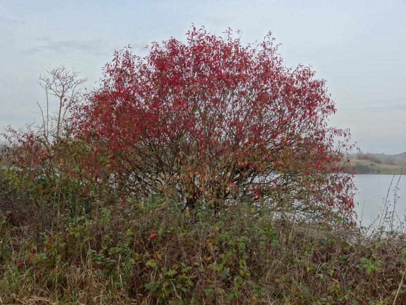 Pfaffenhütchen mit roter Herbstfärbung und Fruchtschmuck
