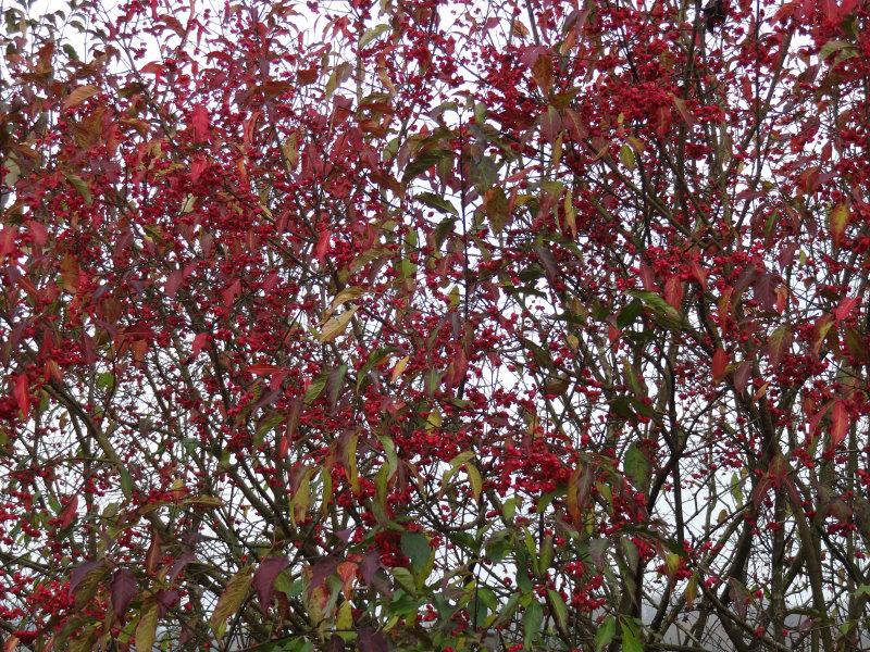 Euonymus europaeus mit vielen roten Früchten, aufgenommen Mitte November