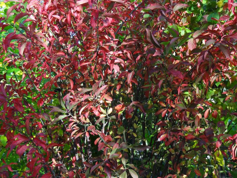 Rote Herbstfärbung des einheimischen Pfaffenhütchens