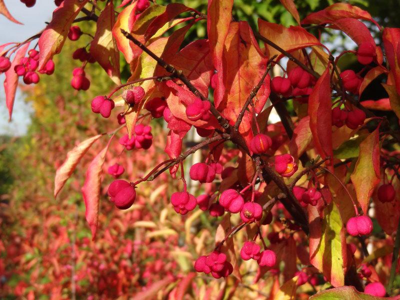 Rote Früchte des Euonymus europaeus samt leuchtendem Herbstlaub