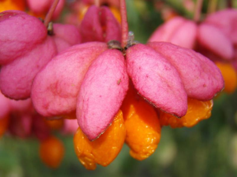Nahaufnahme der orangeroten Früchte (Euonymus europaeus)