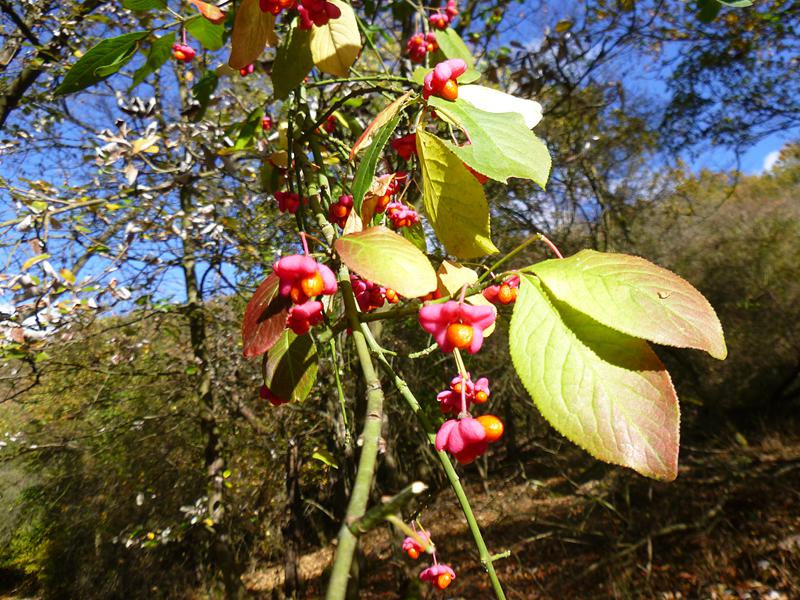 Beginnende rote Herbstfärbung beim einheimischen Pfaffenhütchen