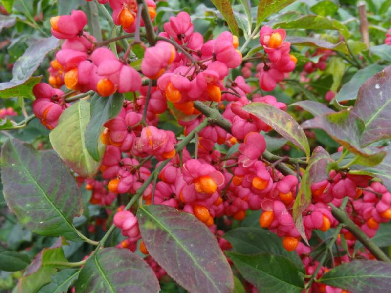 Euonymus europaeus mit roten Früchten und beginnender Herbstfärbung