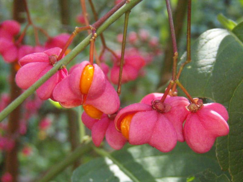 Die typische, pfaffenhutähnliche Frucht bei Euonymus europaeus