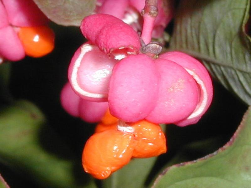 Reife Frucht von Euonymus europaeus