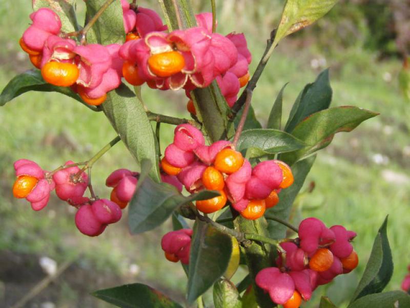 Herbstlicher roter Fruchtschmuck bei Euonymus europaeus