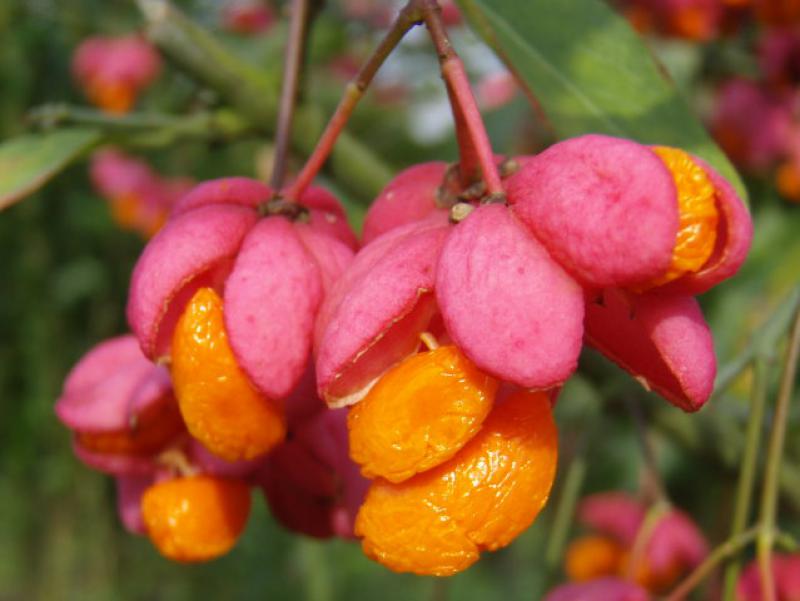 Euonymus europaeus, Frucht mit orangen Samen