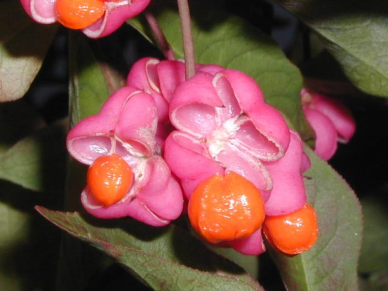 Euonymus europaeus - rote Früchte mit orangen Samen