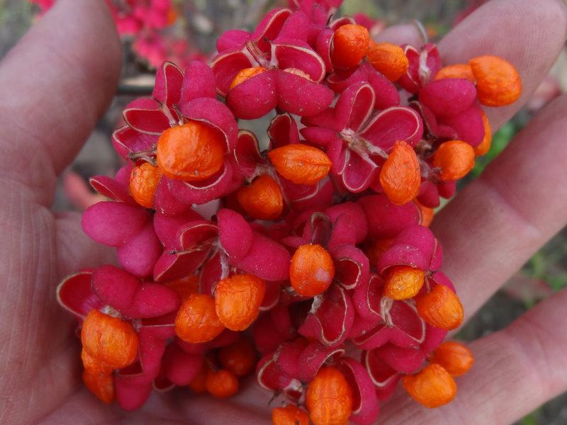 Starker Fruchtschmuck bei Euonymus europaeus Red Cascade