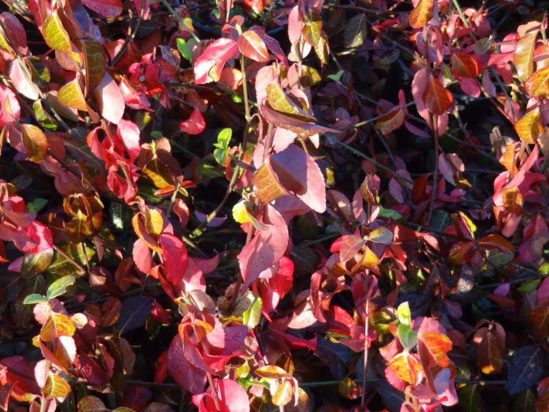 Euonymus fortunei Darts Blanket bekommt bei kalten Temperaturen auch eine Herbstfärbung.