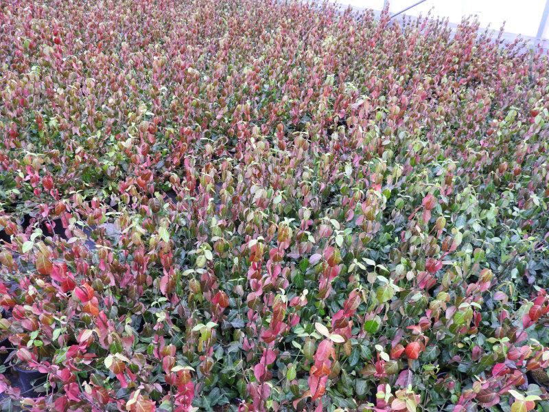 Euonymus fortunei Darts Blanket in rot-bunter Herbstfärbung