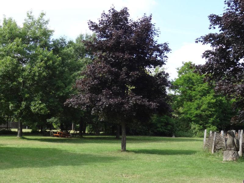 Acer platanoides Faassens Black als Solitärbaum