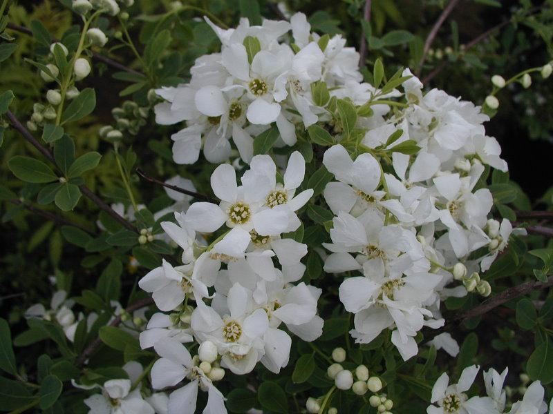 Die Radspiere bildet schöne weiße Blüten.