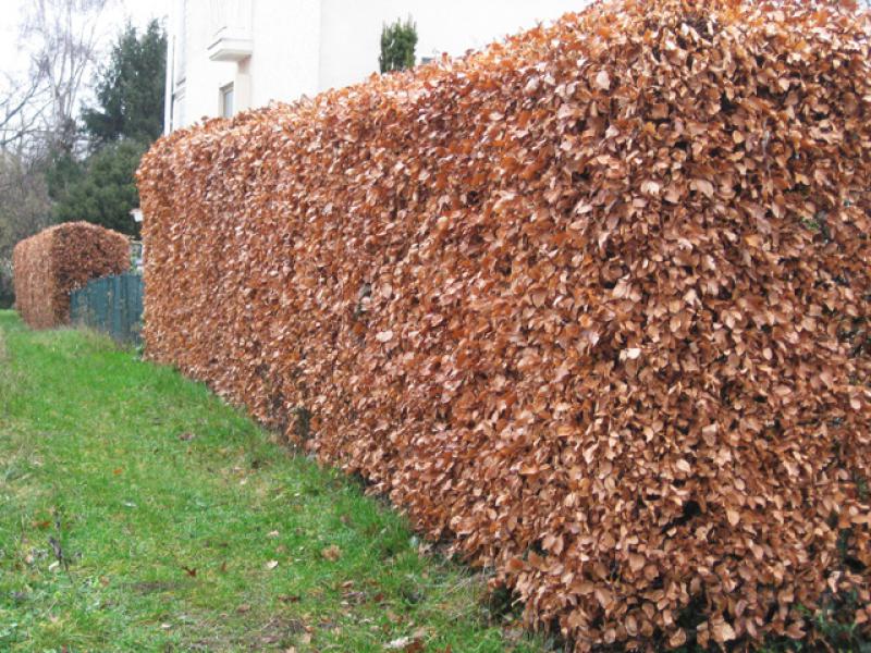 Rotbuchenhecken sind auch im Winter gut blickdicht